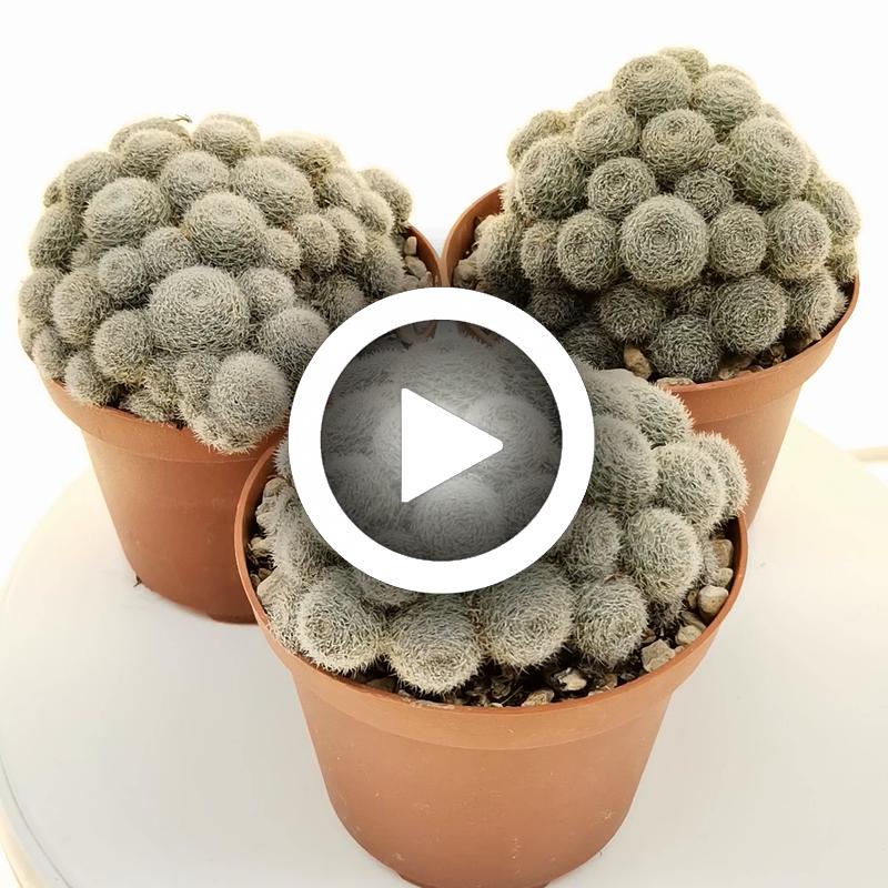 Sulcorebutia sunrise - Giromagi