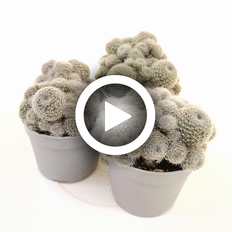 Sulcorebutia sunrise - Giromagi