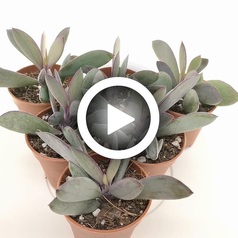 Senecio crassissimus - Giromagi