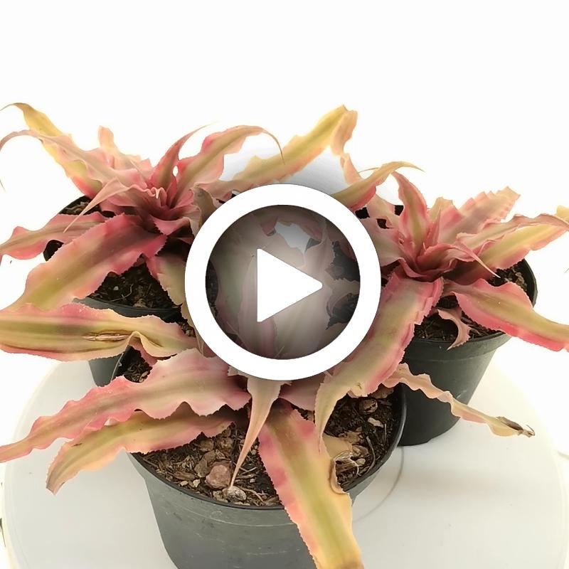 Cryptanthus bivittatus 'Pink Starlight' - Giromagi