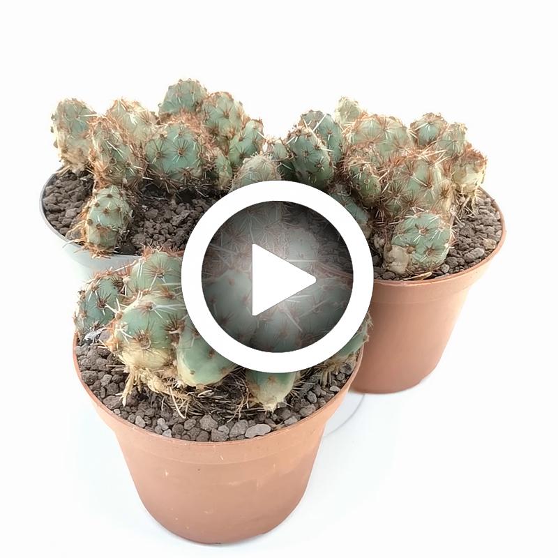 Opuntia corrugata var. Rubla - Giromagi