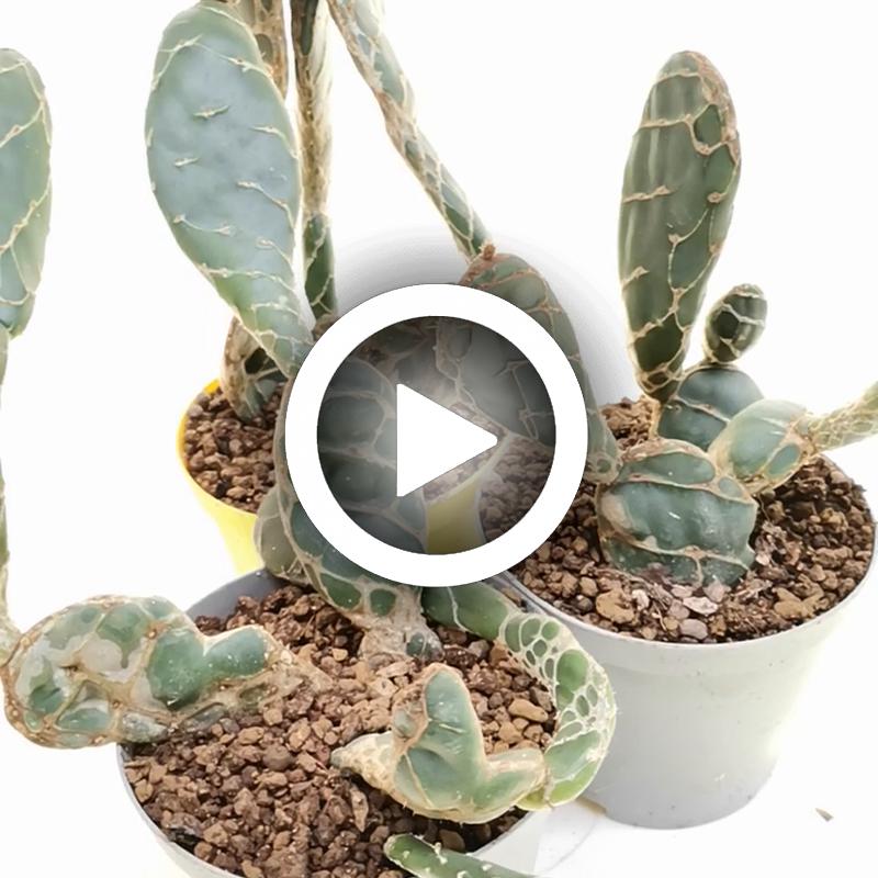 Opuntia reticulata cobra - Giromagi