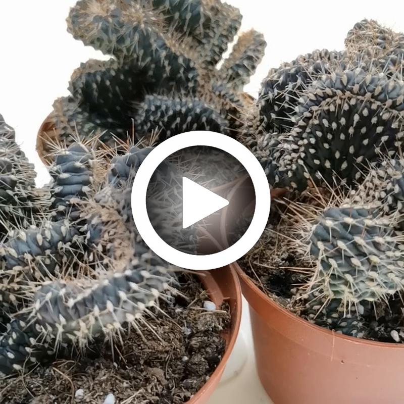 Opuntia fulgida f. crestata - Giromagi