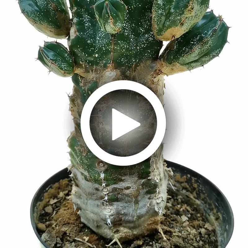 Euphorbia handiensis - Giromagi