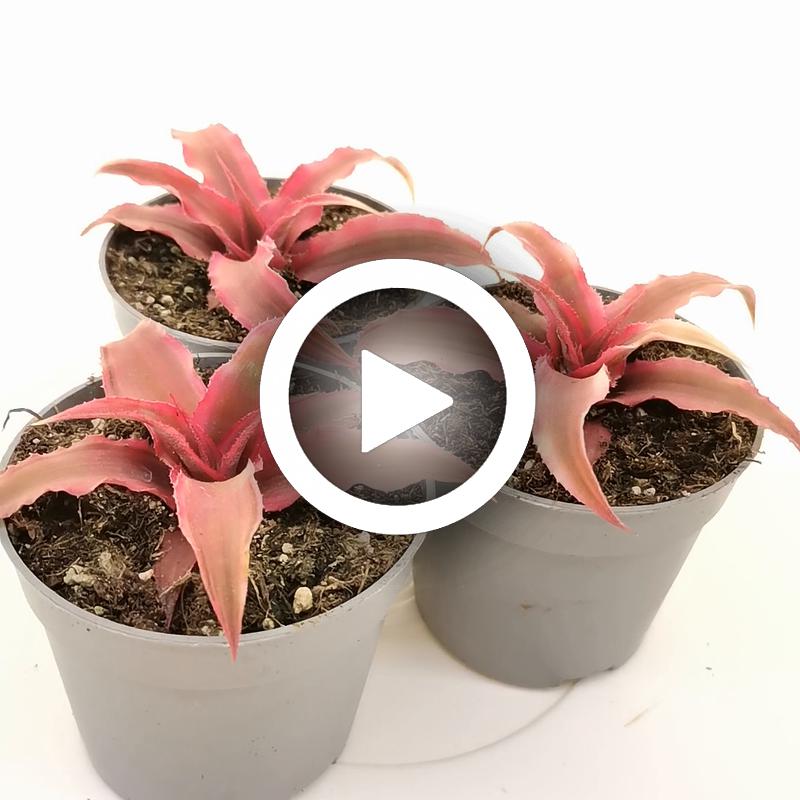 Cryptanthus bivittatus 'Rubin Star' - Giromagi