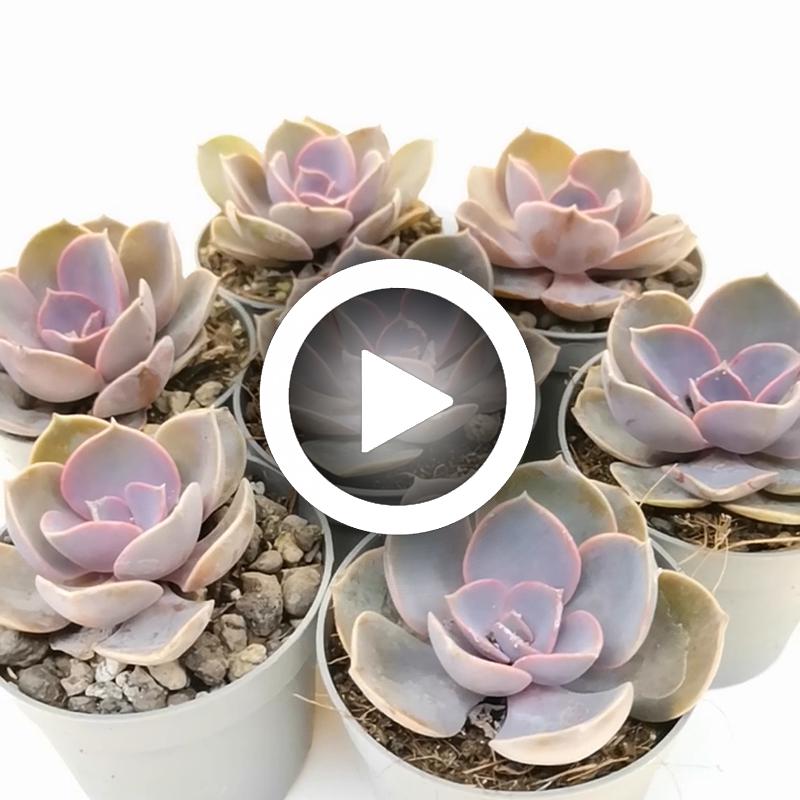 Echeveria 'Perle von Nürnberg' - Giromagi
