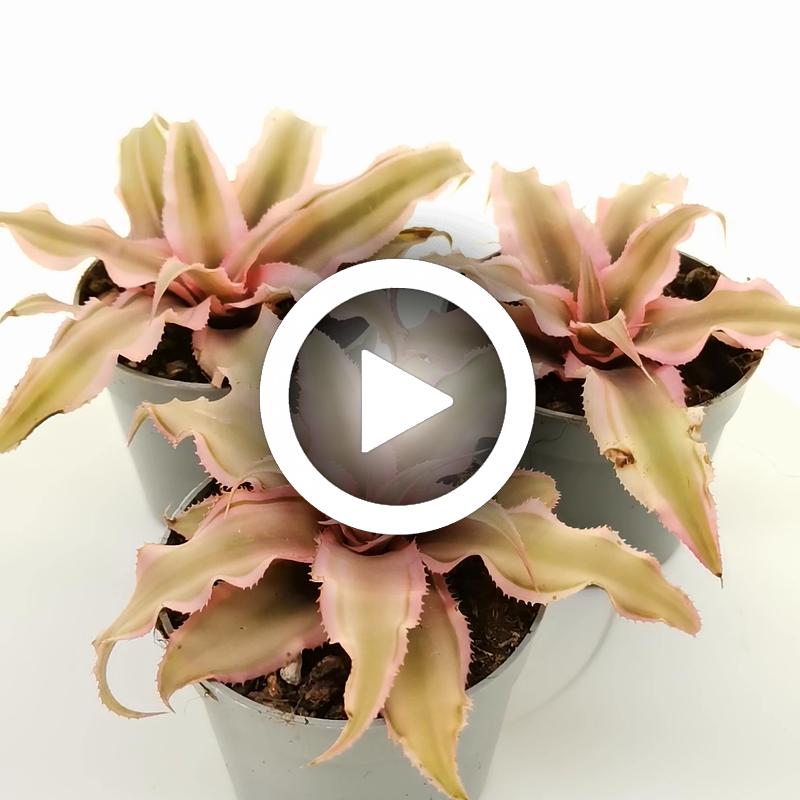 Cryptanthus bivittatus 'Pink Starlight' - Giromagi