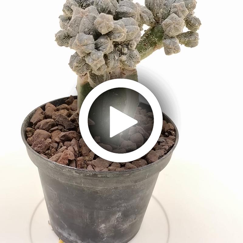 Astrophytum myriostigma cv. Huboki - Giromagi
