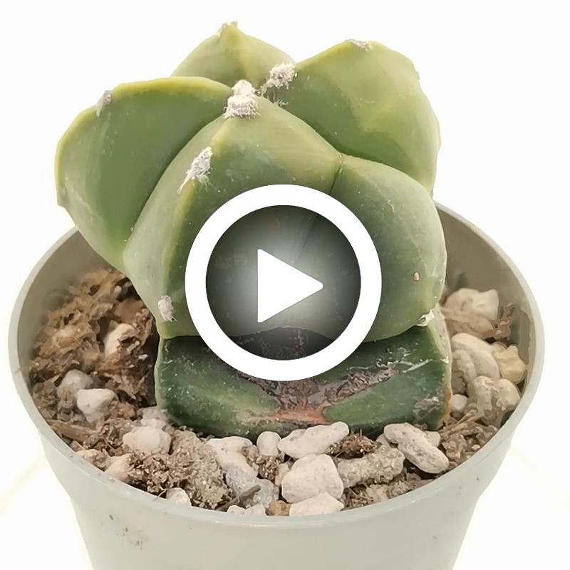 Astrophytum myriostigma var. nudum f. prolifera - Giromagi