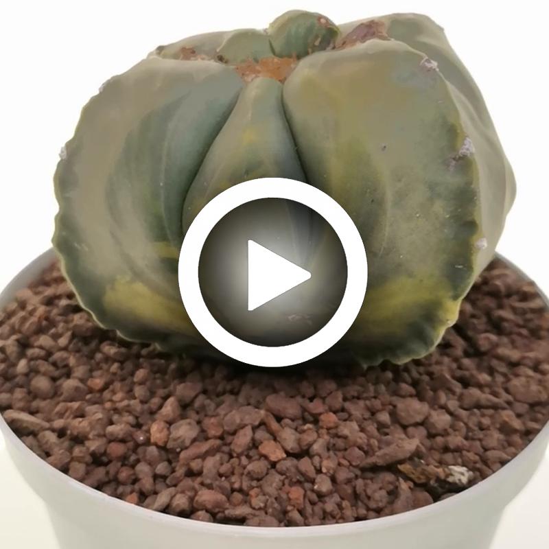 Astrophytum myriostigma var. quadricostatum f. variegata - Giromagi