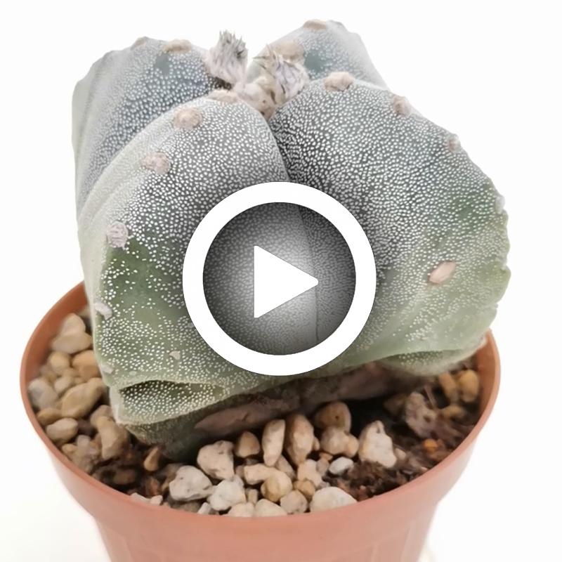 Astrophytum myriostigma var. quadricostatum - Giromagi