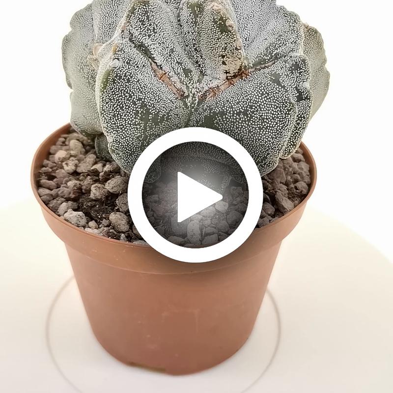 Astrophytum myriostigma cv. Irregular Ribs - Giromagi