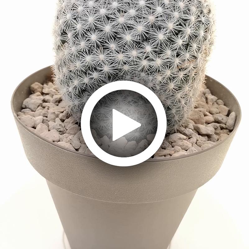 Mammillaria candida - Giromagi