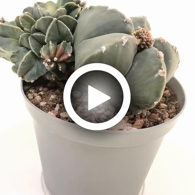 Astrophytum myriostigma var. nudum f. prolifera - Giromagi