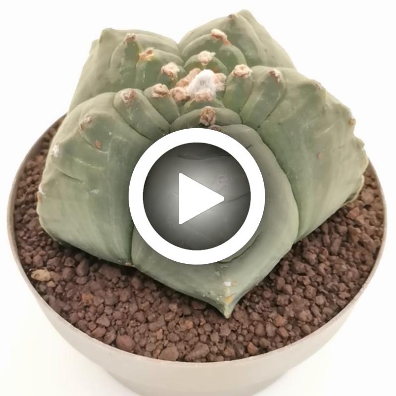 Astrophytum myriostigma cv. Kikko nudum - Giromagi