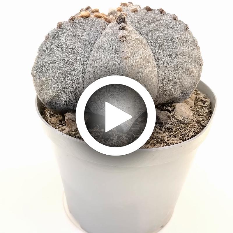Astrophytum myriostigma var. strongylogonum - Giromagi
