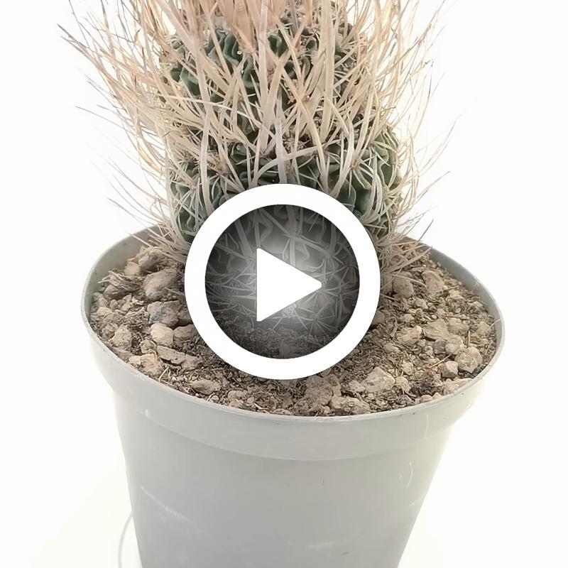 Echinofossulocactus longispinus - Giromagi
