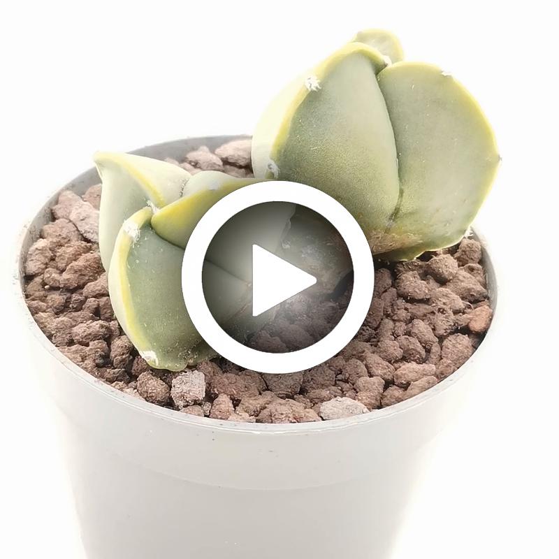 Astrophytum myriostigma var. tricostatum nudum dicotomica - Giromagi