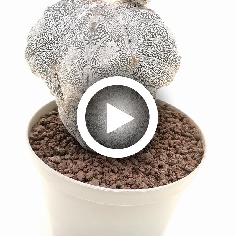 Astrophytum myriostigma cv. Onzuka Hakuun V-type - Giromagi
