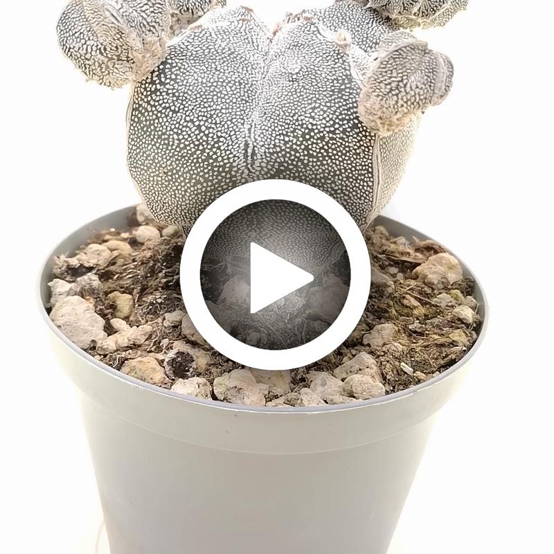Astrophytum myriostigma cv. Onzuka quadricostatum f. prolifera - Giromagi