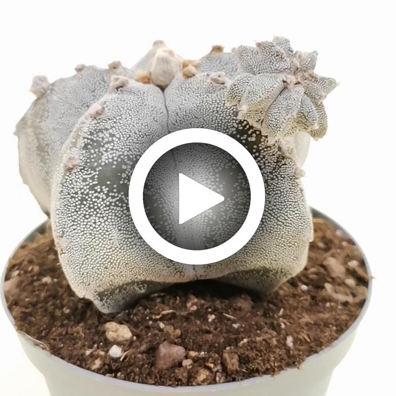 Astrophytum myriostigma f. prolifera - Giromagi