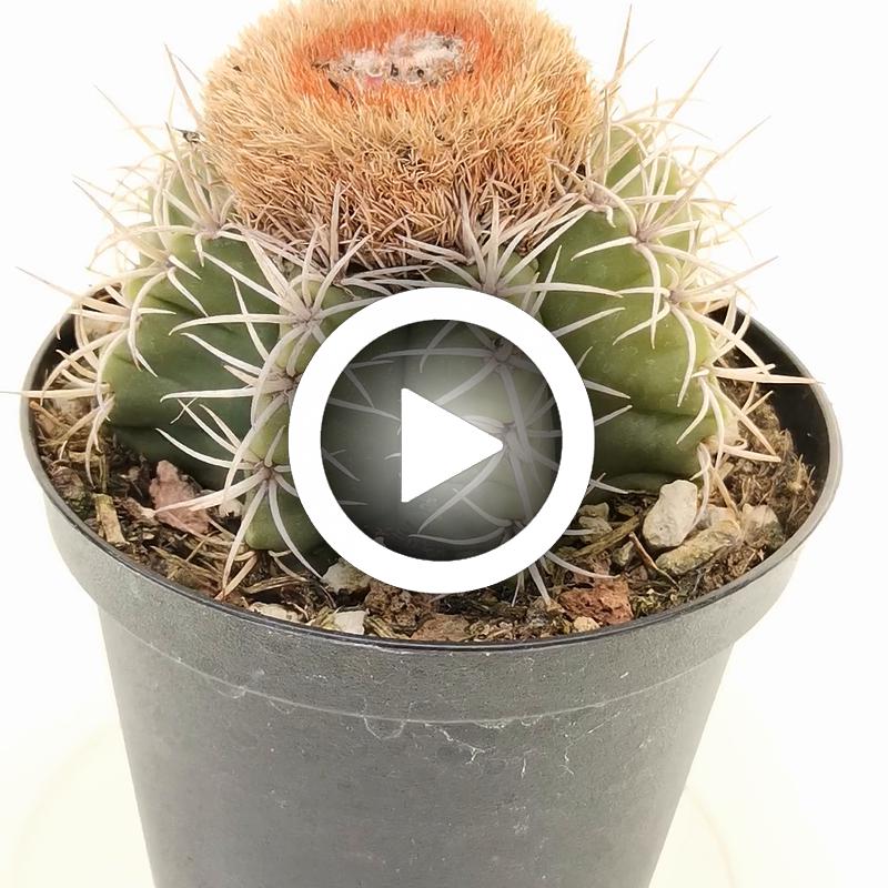 Melocactus matanzanus - Giromagi