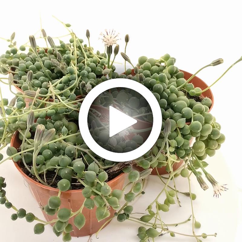 Senecio rowleyanus (Pianta del rosario) - Giromagi