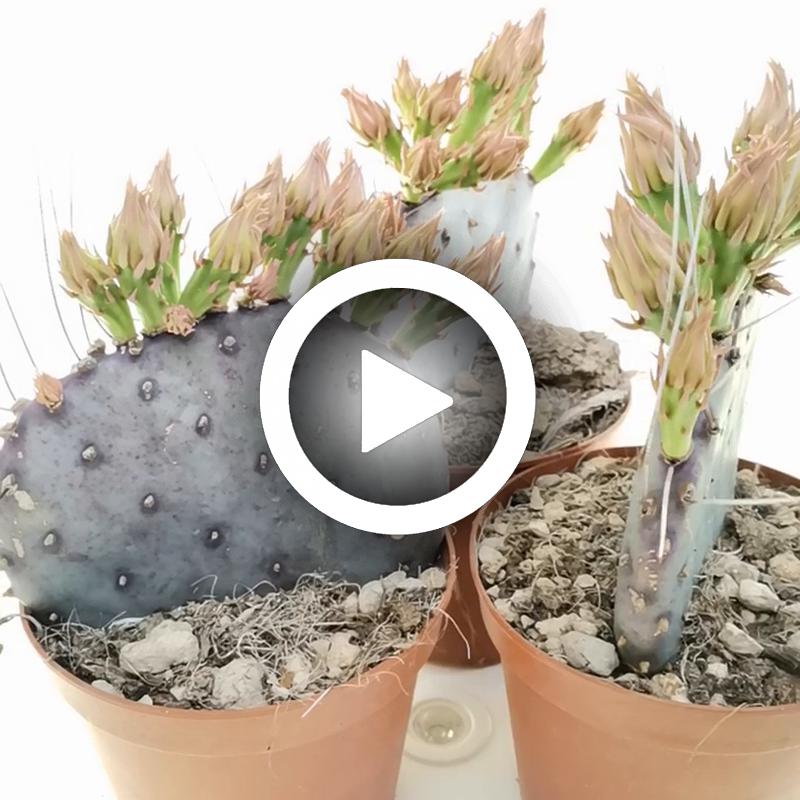 Opuntia macrocentra 'Santa Rita' - Giromagi