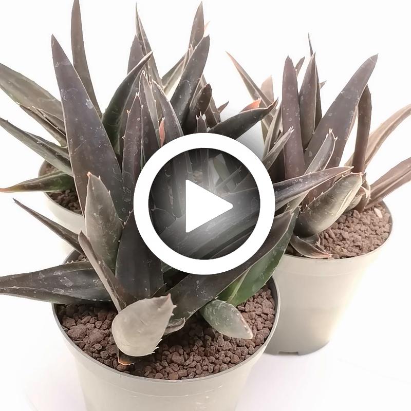 Aloe mitriformis 'Levis' - Giromagi