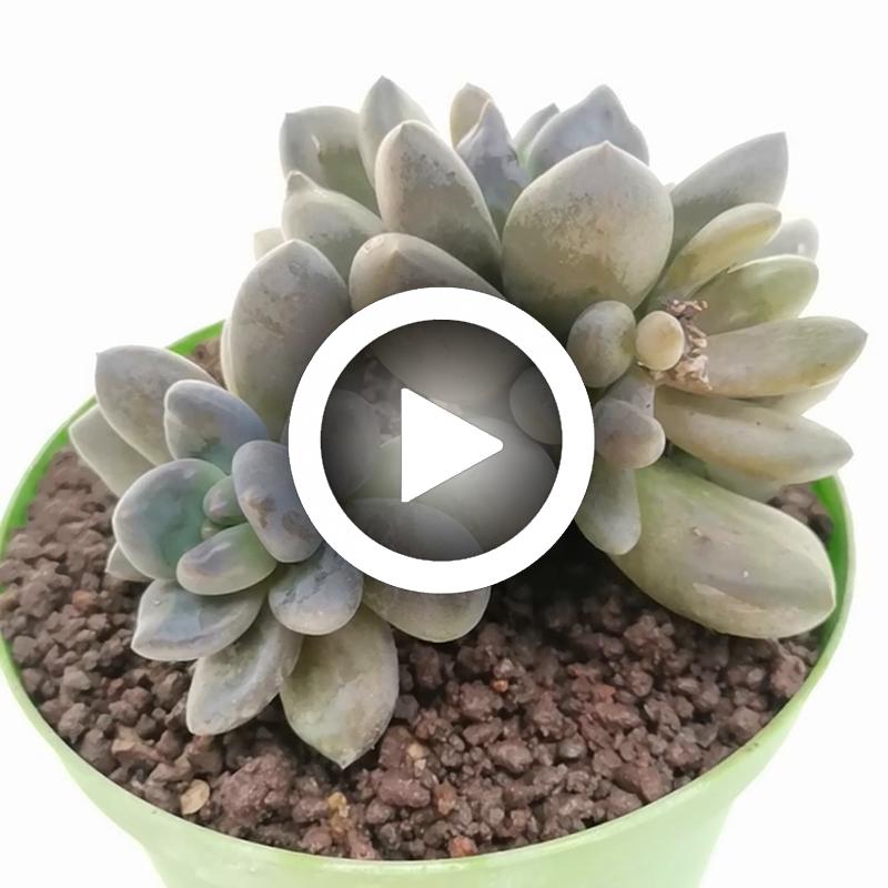 Pachyveria 'Blue mist' - Giromagi