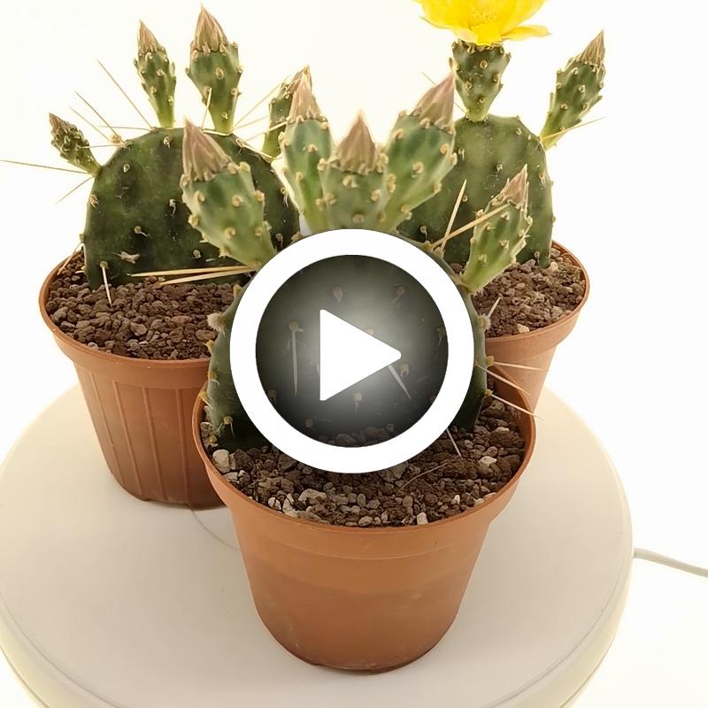 Opuntia rhodantha var. pisciformis - Giromagi