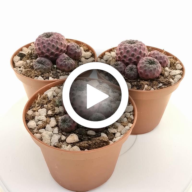 Sulcorebutia rauschii f. violacidermis - Giromagi