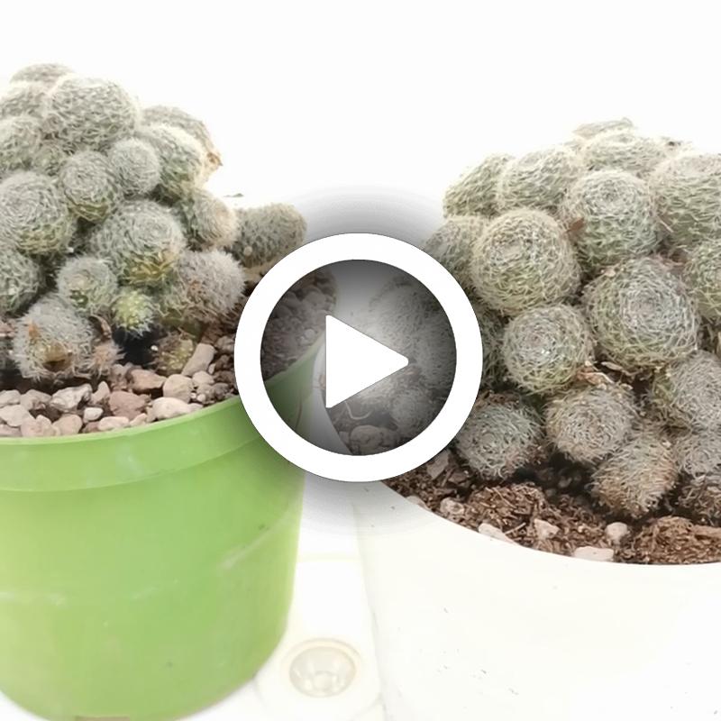 Sulcorebutia sunrise - Giromagi