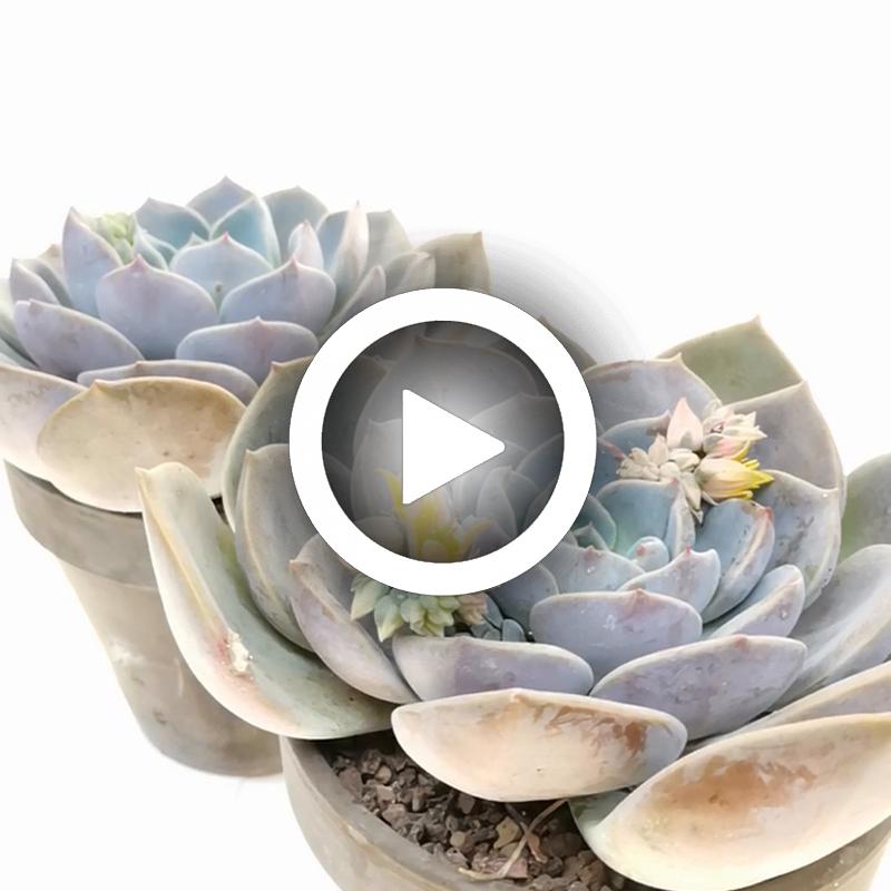 Echeveria 'Garoto' 13 cm. | Crassulaceae - Giromagi vendita piante grasse