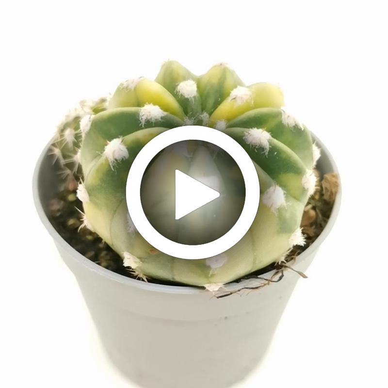 Echinopsis subdenudata f. variegata - Giromagi