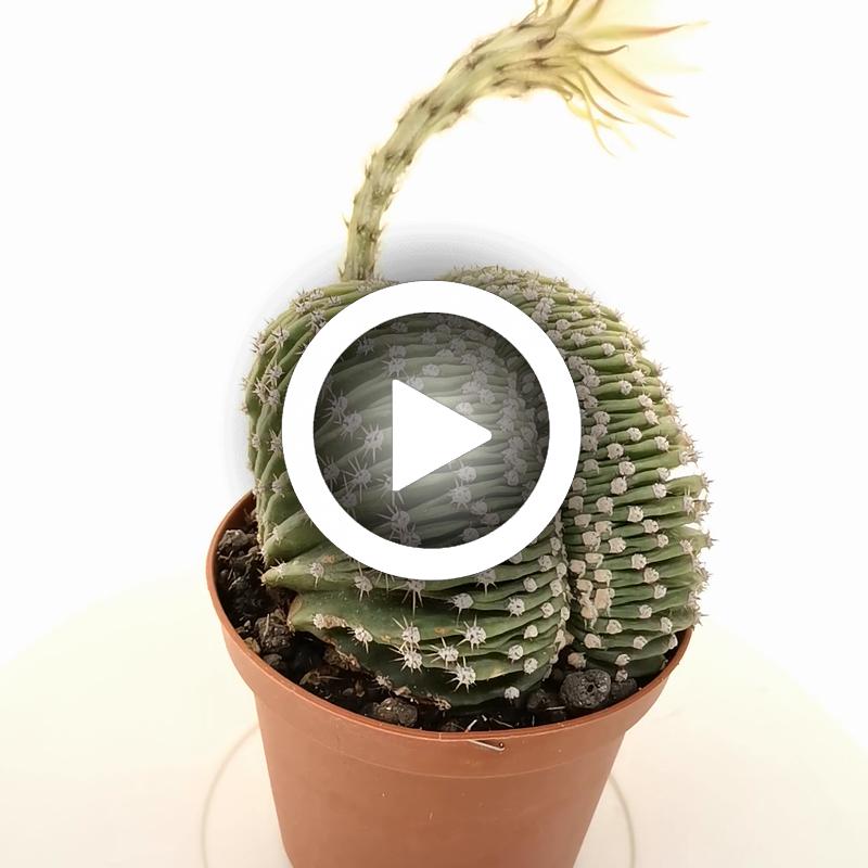 Echinopsis eyriesii f. crestata - Giromagi