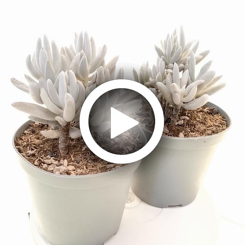 Senecio haworthii 'Mont Blanc' - Giromagi