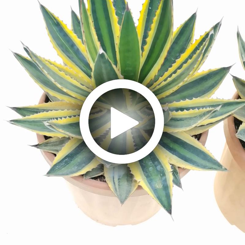 Agave univittata var. lophantha f. quadricolor - Giromagi