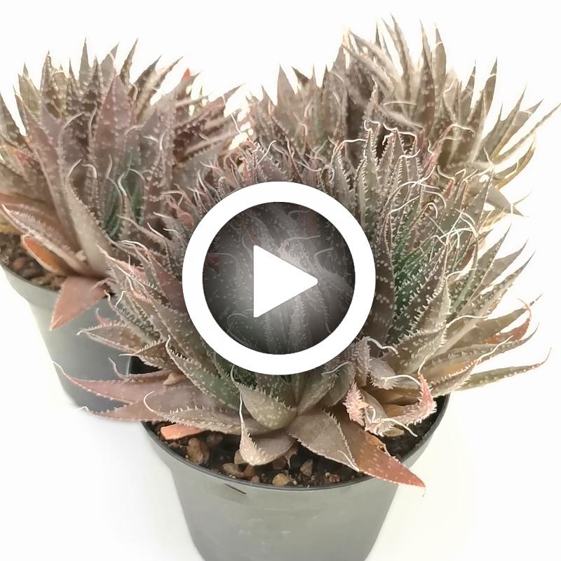 Aloe aristata hybrid - Giromagi