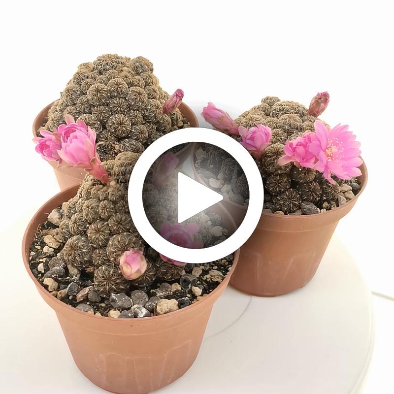 Sulcorebutia taratensis v. minima WR196 - Giromagi