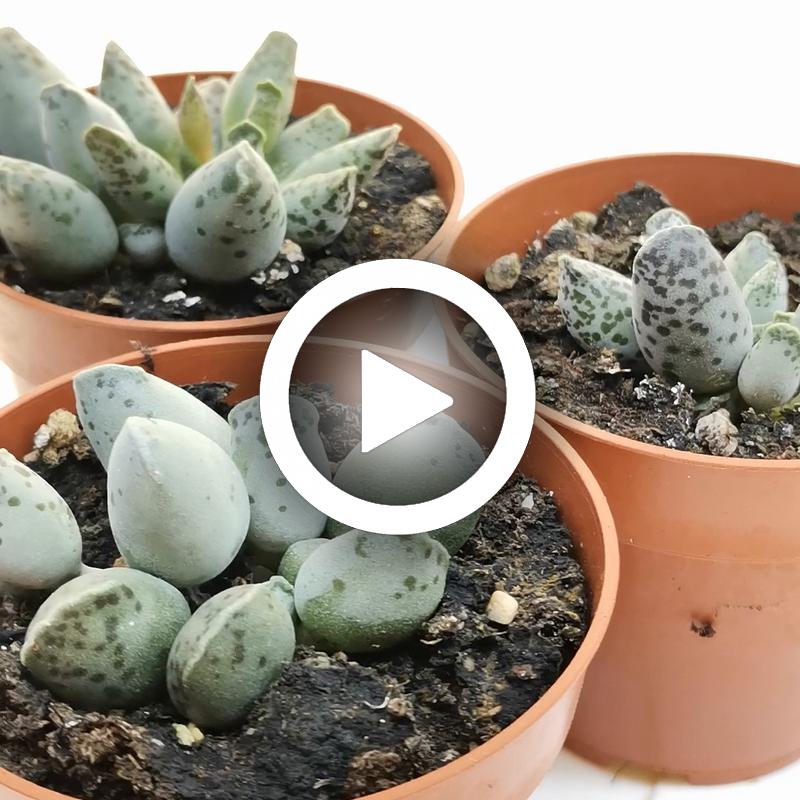 Adromischus festivus cv. Silver Tube - Giromagi