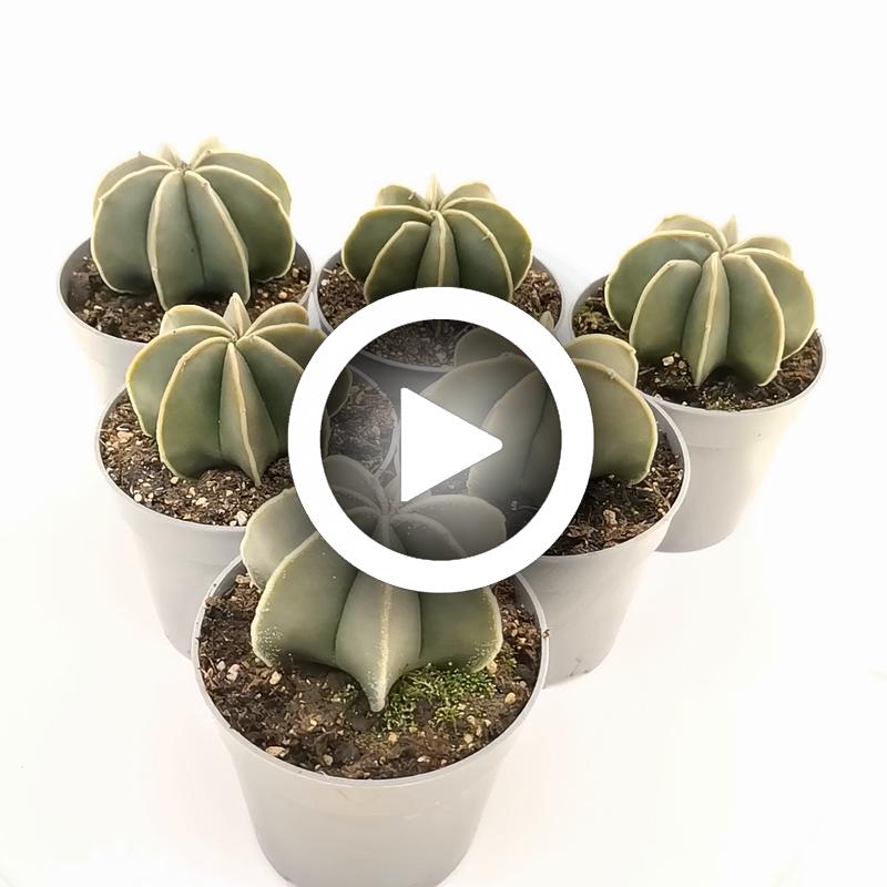 Astrophytum myriostigma var. multicostatum nudum - Giromagi