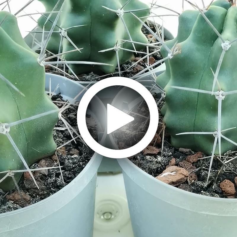 Echinocereus triglochidiatus - Giromagi