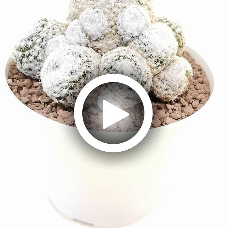 Mammillaria humboldtii - Giromagi