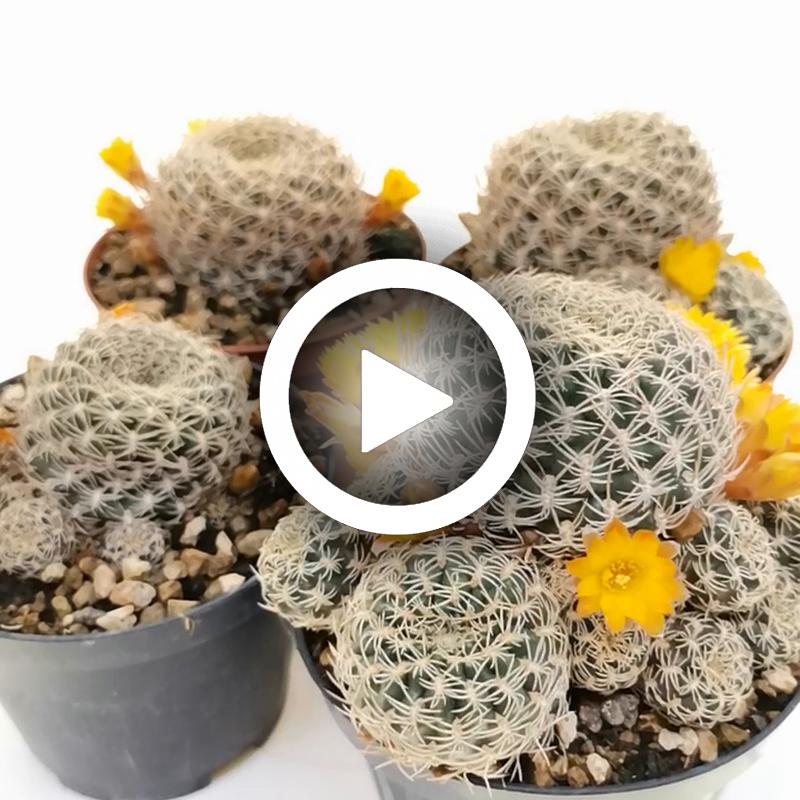 Sulcorebutia candiae - Giromagi