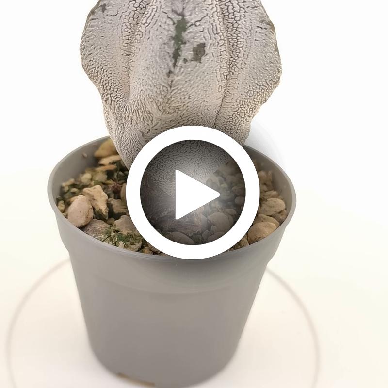 Astrophytum myriostigma cv. Onzuka columnare - Giromagi
