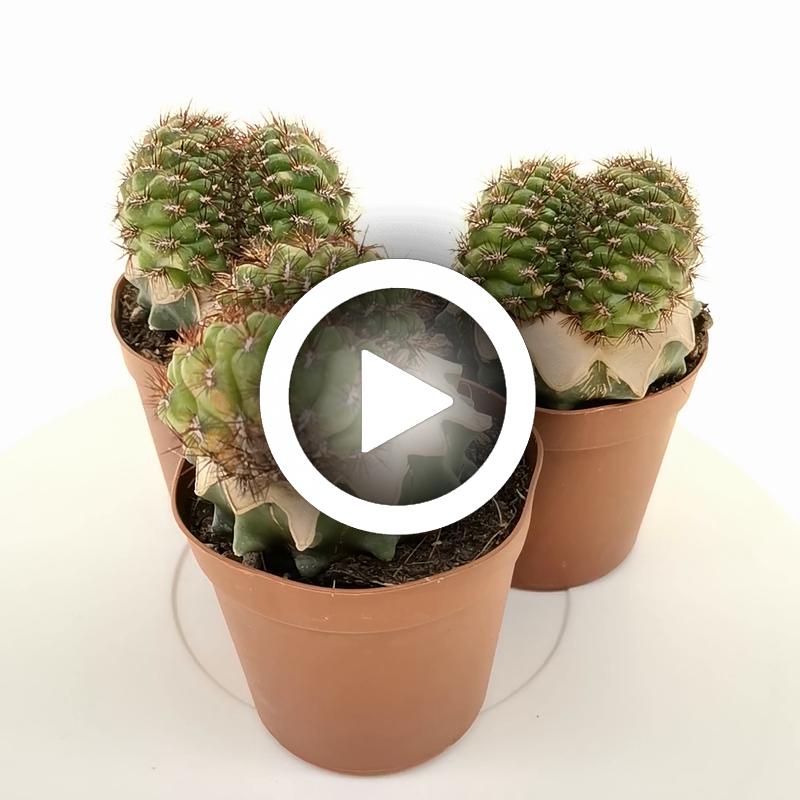 Sulcorebutia mentosa f. crestata - Giromagi