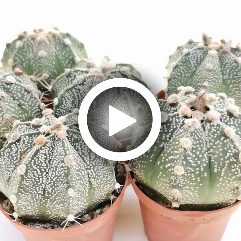 Astrophytum asterias hybrid (CITES) - Giromagi