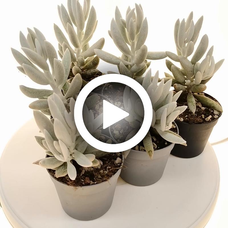 Senecio haworthii  'Mont blanc' - Giromagi