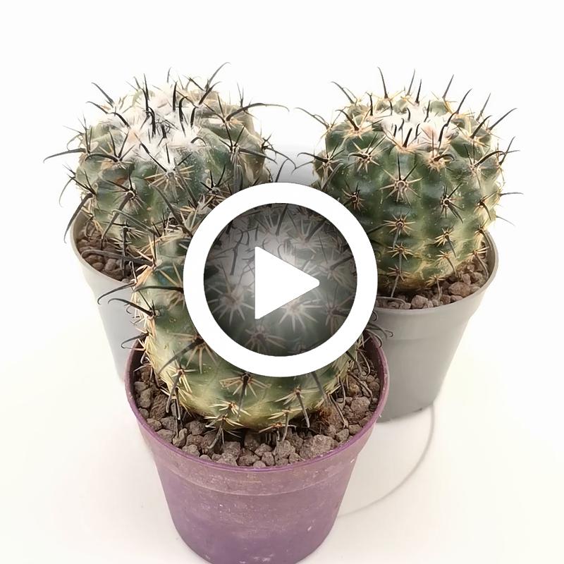Parodia suprema - Giromagi